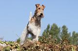 FOX TERRIER 052